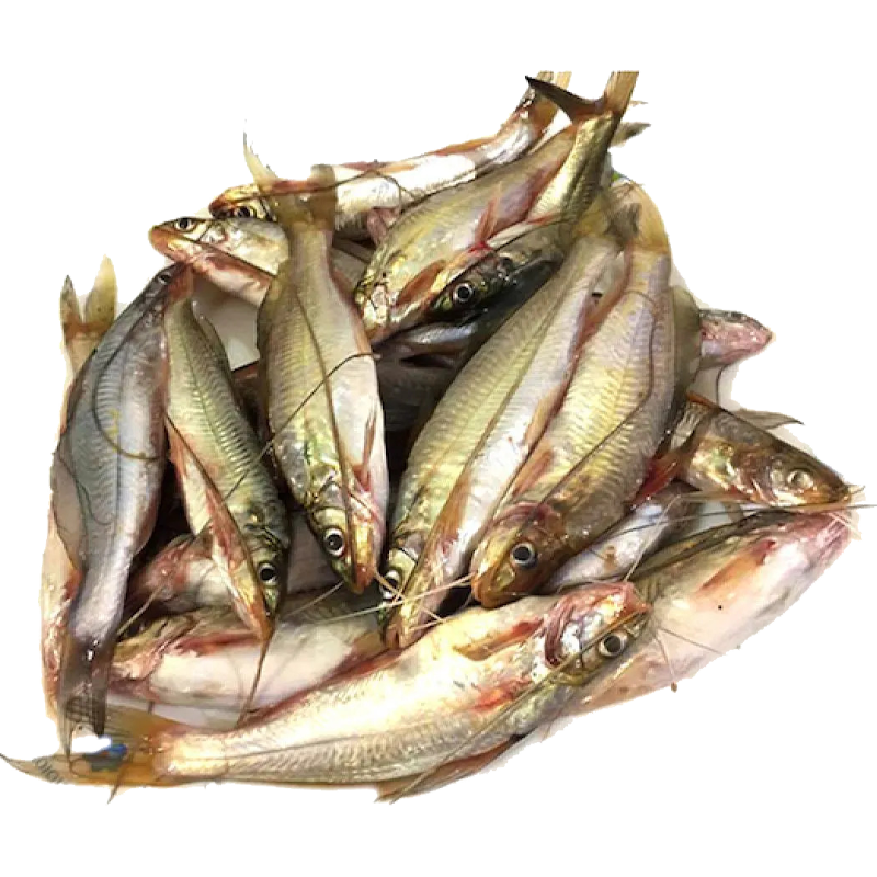 gulsha fish